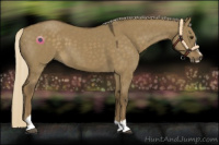 Horse Color:Chocolate Palomino Dun Sabino 