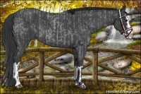 Horse Color:Blue Roan Sabino Splash  and Blue Roan Sabino Splash 