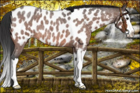 Horse Color:Bay Roan Splash Appaloosa