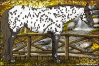 Horse Color:Smoky Black Near Leopard 