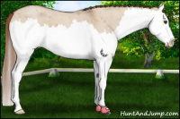 Horse Color:Red Dun Roan Splash 