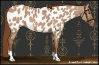 Horse Color:Red Dun Near Leopard