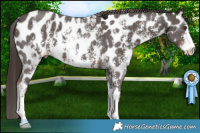 Horse Color:Liver Chestnut Sabino Near Leopard 
