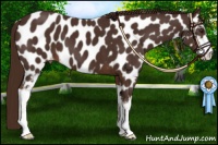 Horse Color:Liver Chestnut Sabino Appaloosa 