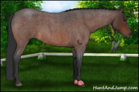 Horse Color:Brown Roan