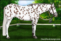 Horse Color:Silver Brown Appaloosa 