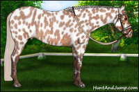 Horse Color:Silver Bay Roan Near Leopard 