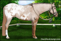 Horse Color:Chestnut Appaloosa