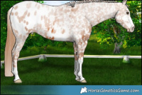 Horse Color:Chestnut Blanket 