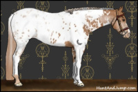 Horse Color:White Spotted Chestnut Appaloosa 