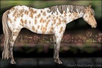 Horse Color:Palomino Near Leopard  and Buckskin Near Leopard 