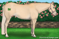 Horse Color:Gold Cream Champagne 