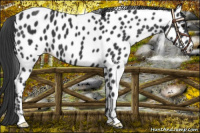 Horse Color:Black Near Leopard 