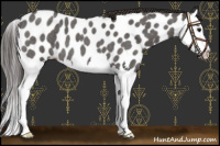 Horse Color:Smoky Blue Roan Splash Near Leopard 