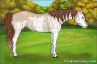 Horse Color:Red Dun Splash  and Red Dun Splash 