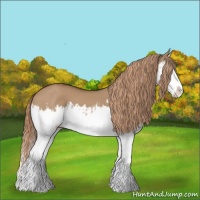 Horse Color:Red Dun Splash  and Red Dun Splash 
