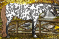 Horse Color:Liver Red Roan Near Leopard 