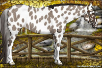 Horse Color:Liver Red Dun Roan Leopard 