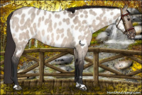 Horse Color:Brown Roan Dun Appaloosa 
