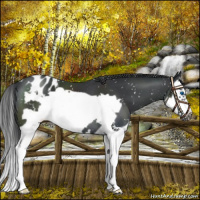 Horse Color:Black Splash Frame Appaloosa