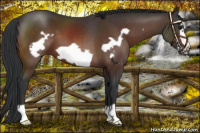 Horse Color:Bay Frame 