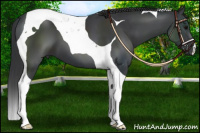 Horse Color:Black Tobiano