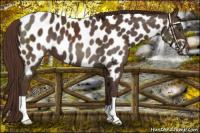 Horse Color:Liver Chestnut Appaloosa 