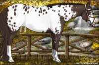 Horse Color:Liver Chestnut Frame Appaloosa 