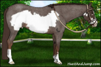 Horse Color:Liver Red Roan Frame 