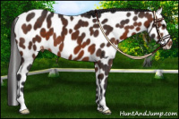 Horse Color:Bay Leopard 