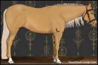 Horse Color:Palomino 