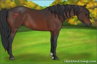 Horse Color:Bay Rabicano 
