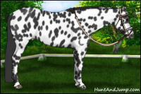 Horse Color:Black Appaloosa 