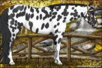 Horse Color:Black Near Leopard 