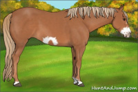 Horse Color:Chestnut Frame 