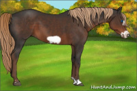 Horse Color:Liver Chestnut Frame 