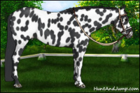 Horse Color:Black Near Leopard 