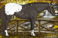 Horse Color:Smoky Black Snowcap