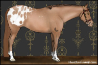 Horse Color:Brown Pearl Appaloosa