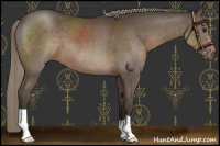 Horse Color:Liver Chestnut Mushroom 