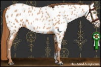 Horse Color:Chocolate Brown Pearl Sabino Near Leopard 
