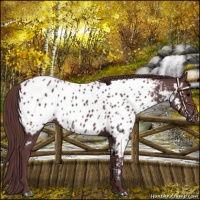 Horse Color:Chocolate Black Near Leopard Rabicano 