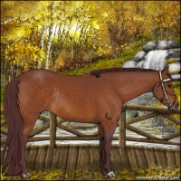 Horse Color:Chocolate Buckskin Rabicano 
