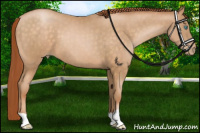 Horse Color:Chocolate Buckskin Pearl 