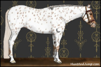 Horse Color:Chocolate Silver Smoky Blue Roan Near Leopard 