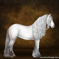 Horse Color:Gray Bay Appaloosa 