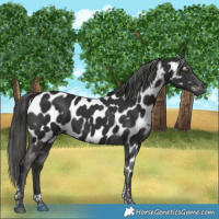 Horse Color:Gray Liver Chestnut Tobiano Appaloosa 