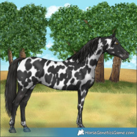 Horse Color:Gray Liver Chestnut Tobiano Near Leopard 