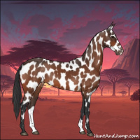 Horse Color:Bay Appaloosa 