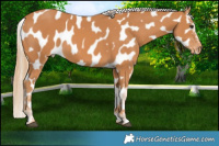 Horse Color:Chestnut Near Leopard 